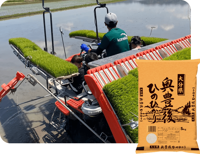 大分奥豊後ヒノヒカリ